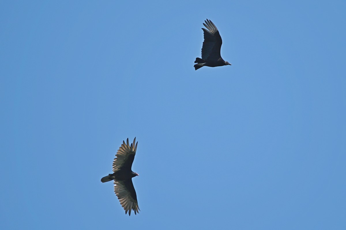 Turkey Vulture - ML638790089