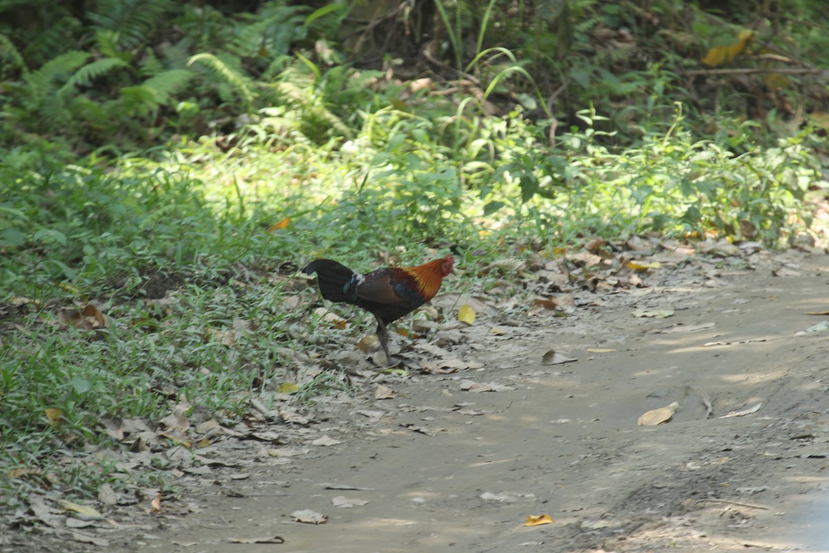 Red Junglefowl - ML638790092