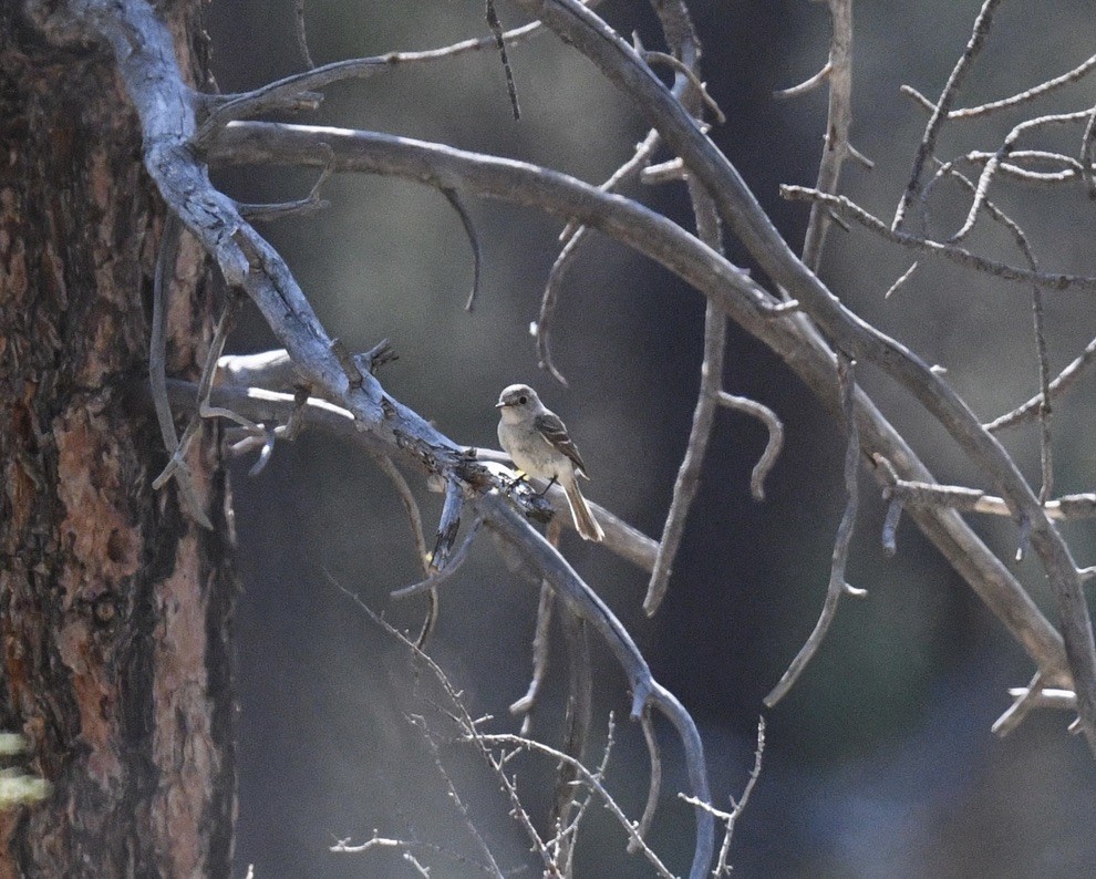 Gray Flycatcher - ML638790102