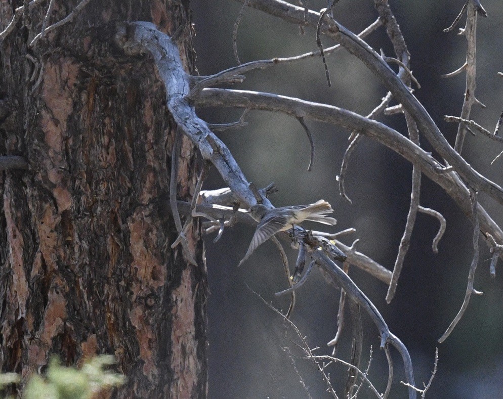 Gray Flycatcher - ML638790103