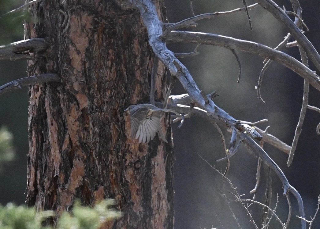 Gray Flycatcher - ML638790104