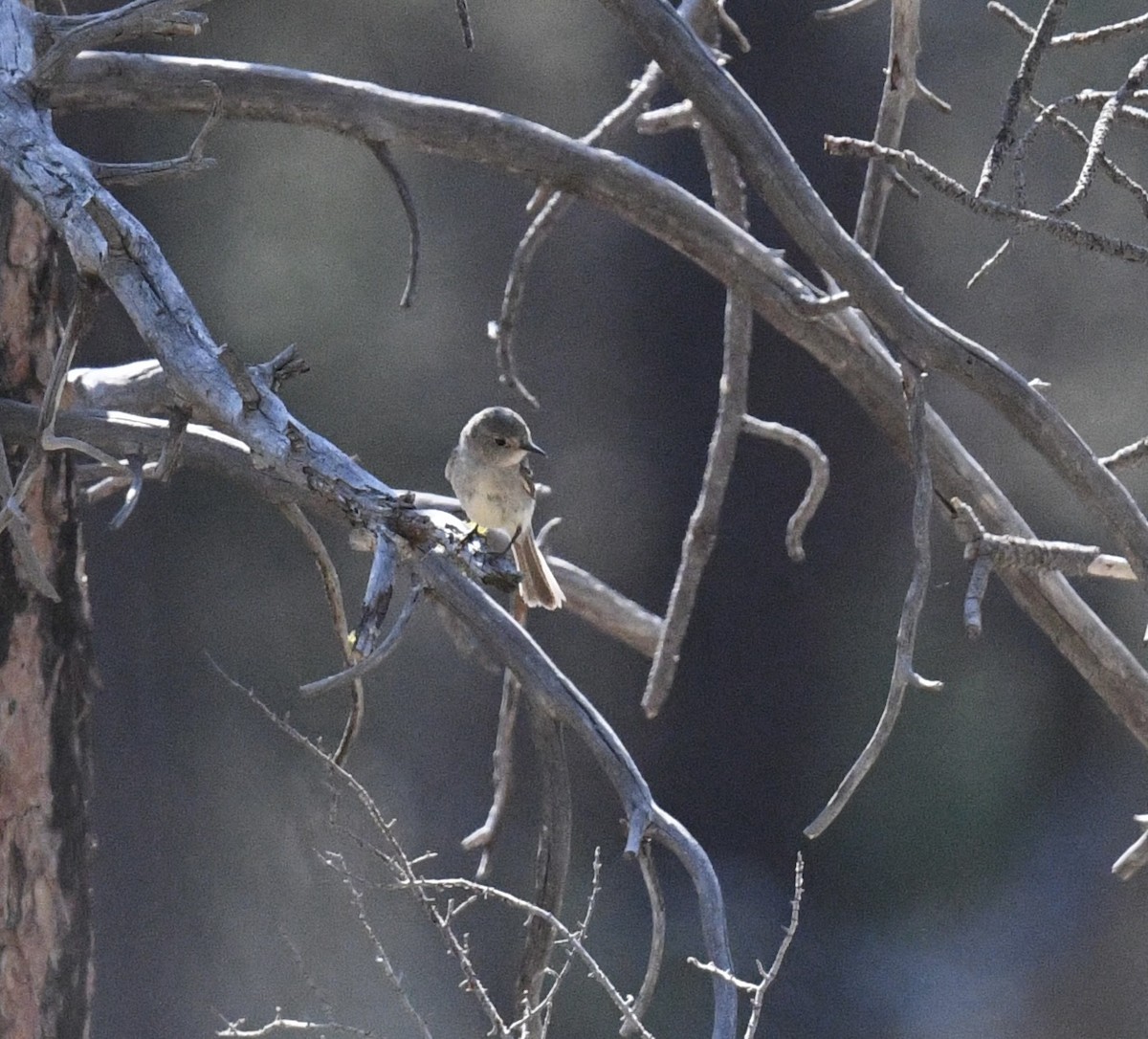 Gray Flycatcher - ML638790105