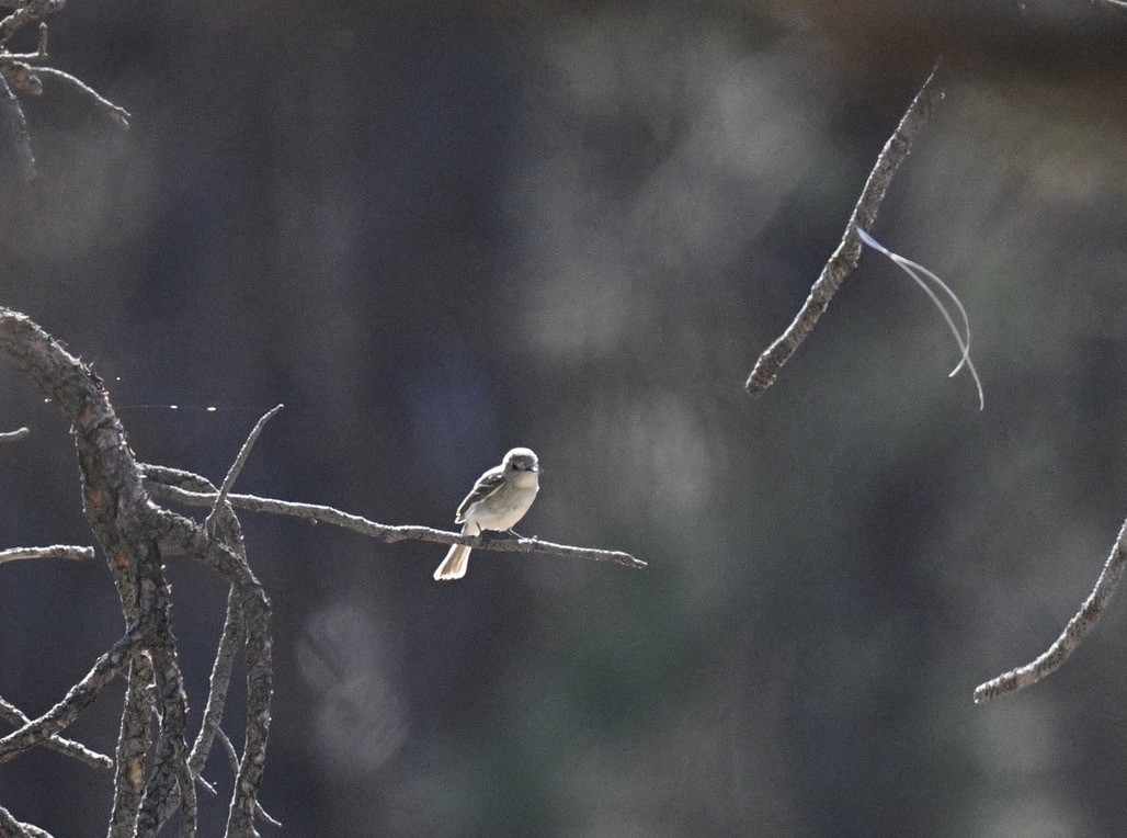 Gray Flycatcher - ML638790106