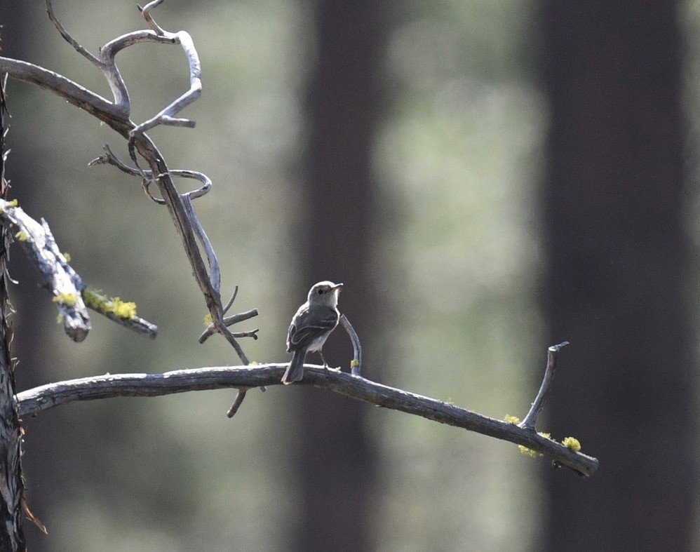 Gray Flycatcher - ML638790108