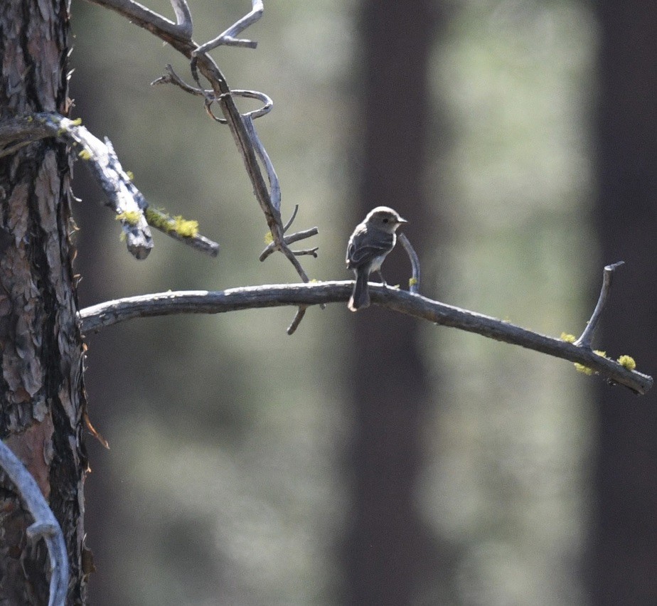 Gray Flycatcher - ML638790109