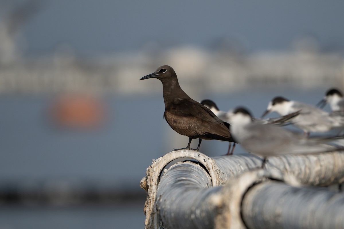 Brown Noddy - ML638790148