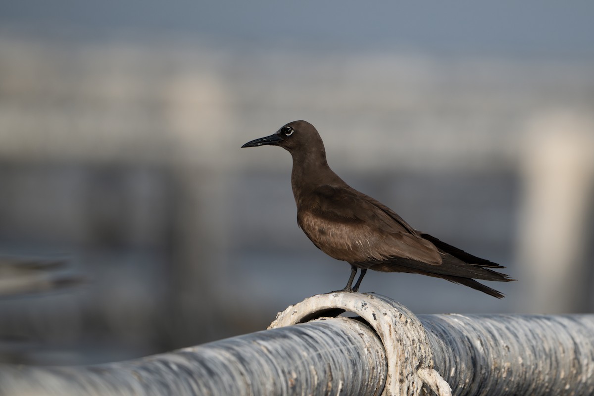 Brown Noddy - ML638790149
