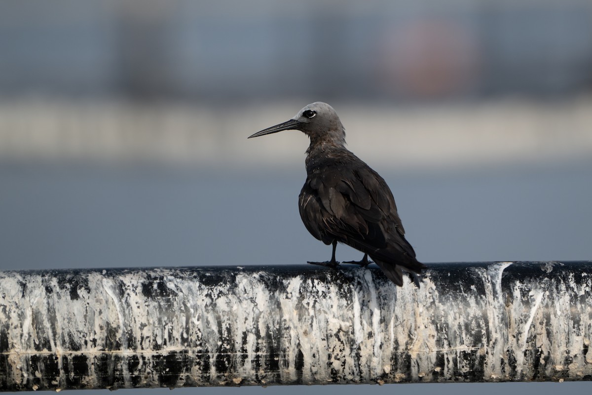 Brown Noddy - ML638790150