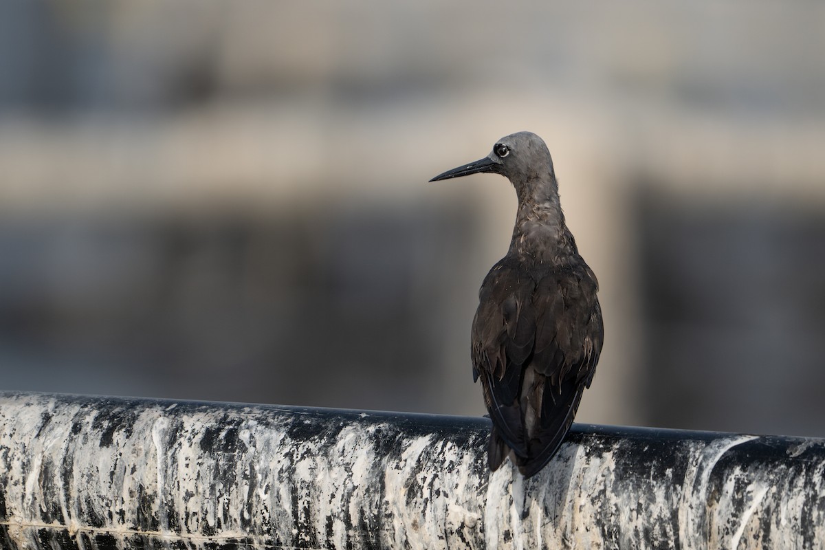 Lesser Noddy - ML638790165