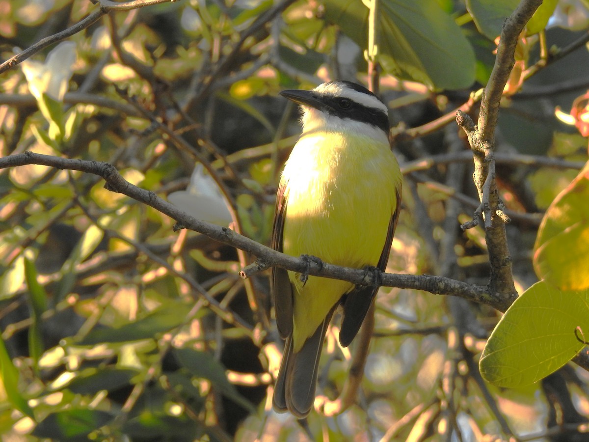 Great Kiskadee - ML638790196