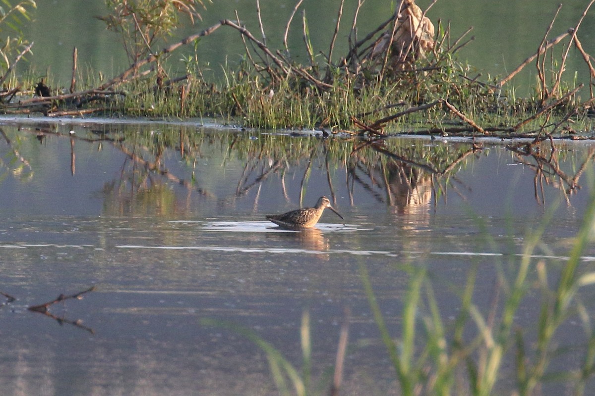 Short-billed Dowitcher - ML638790230
