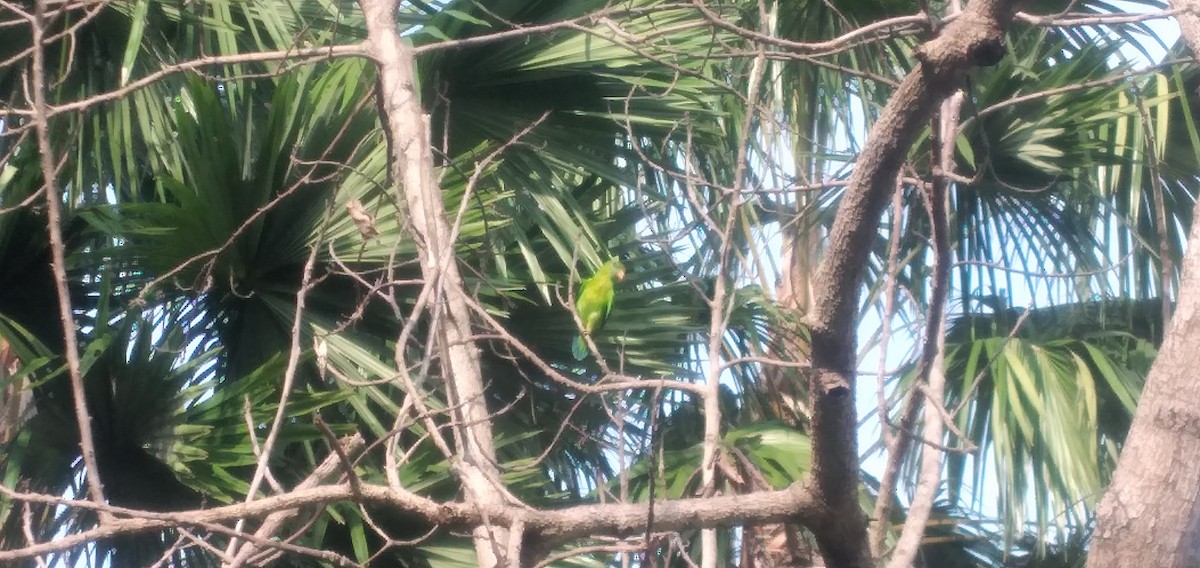 Philippine Hanging-Parrot - ML638790231
