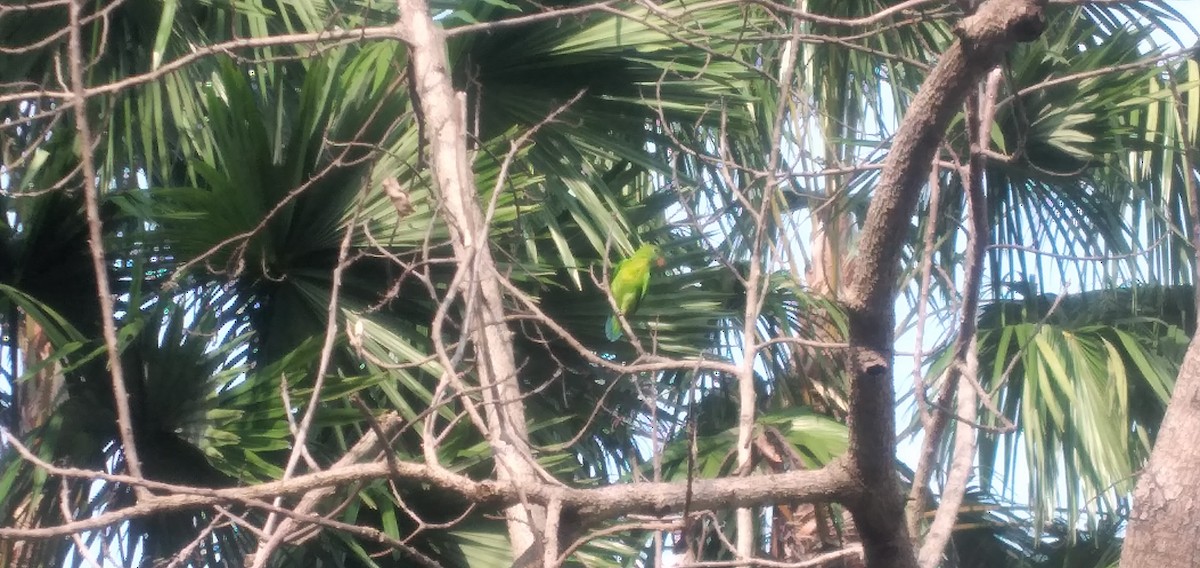 Philippine Hanging-Parrot - ML638790232
