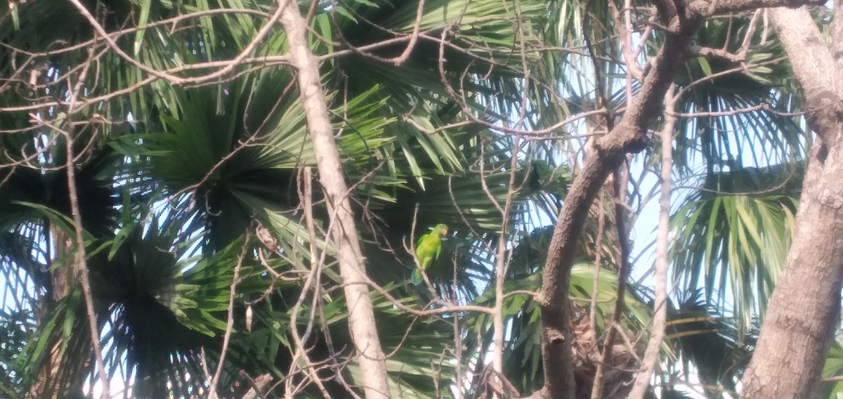 Philippine Hanging-Parrot - ML638790233