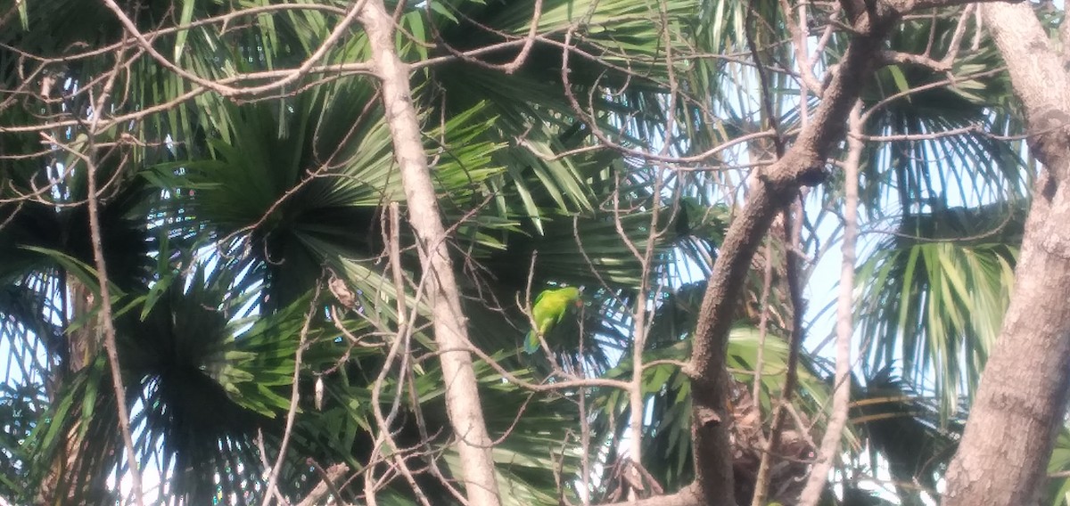 Philippine Hanging-Parrot - ML638790235