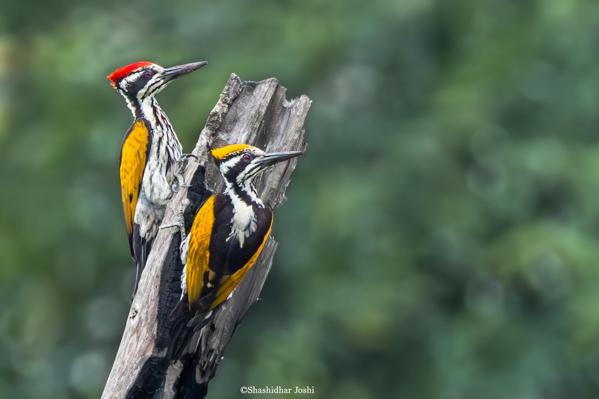 White-naped Woodpecker - ML638790236