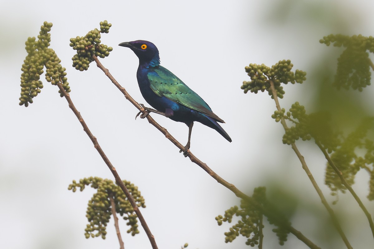 Purple Starling - ML638790252
