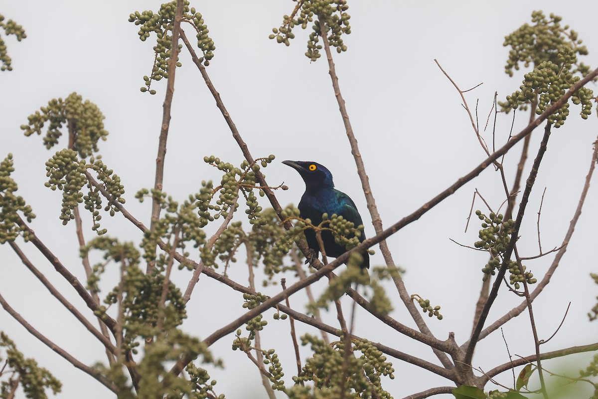 Purple Starling - ML638790253
