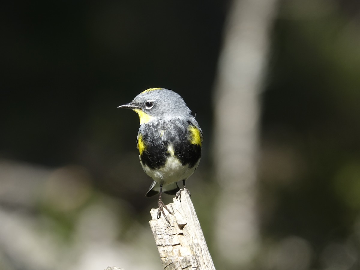 Yellow-rumped Warbler - ML638790311