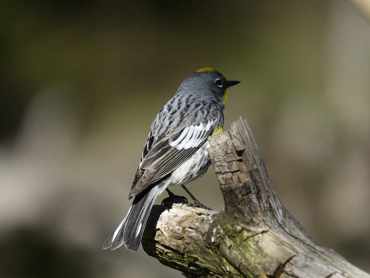 Yellow-rumped Warbler - ML638790315