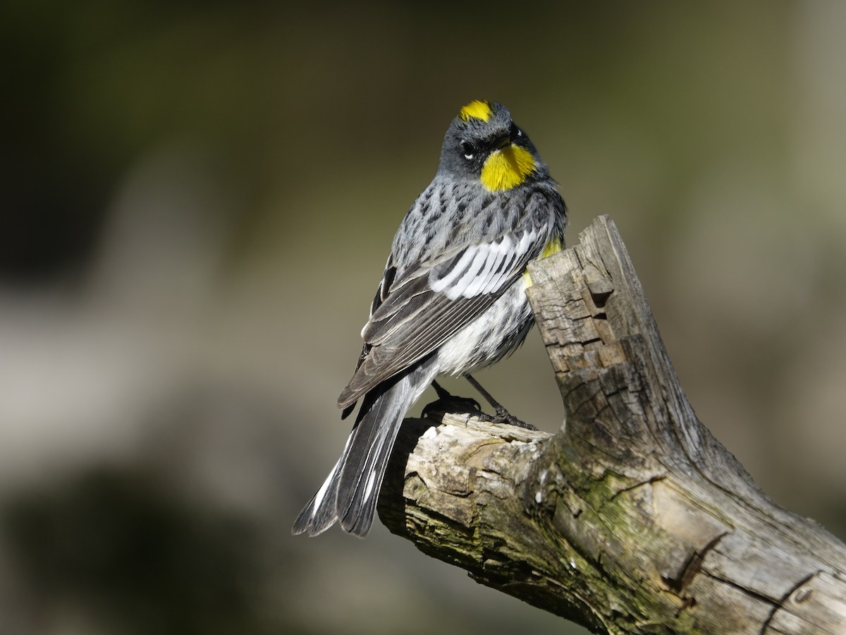 Yellow-rumped Warbler - ML638790319
