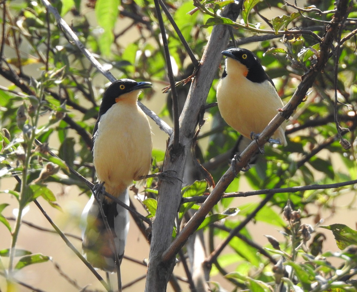 Black-capped Donacobius - ML638790328