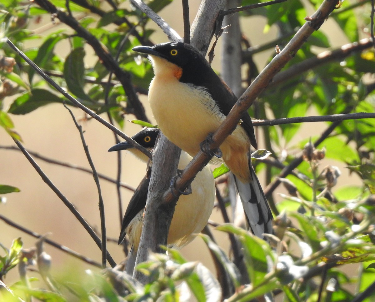 Black-capped Donacobius - ML638790329