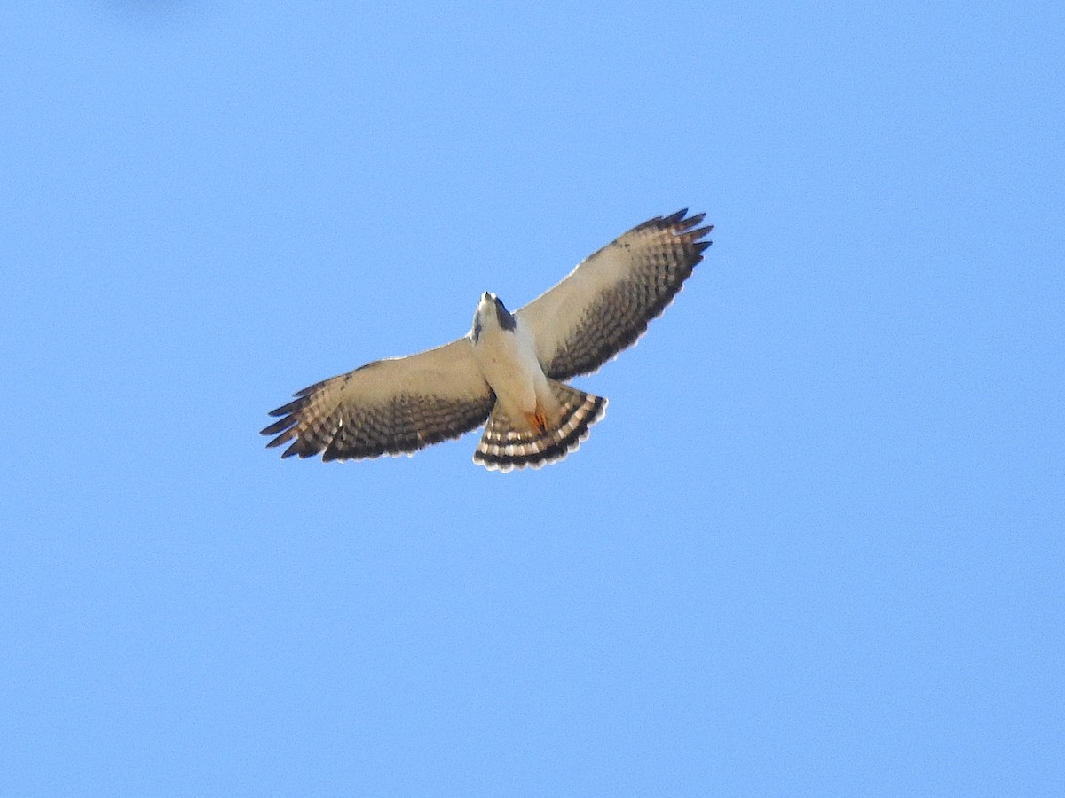 Short-tailed Hawk - ML638790335