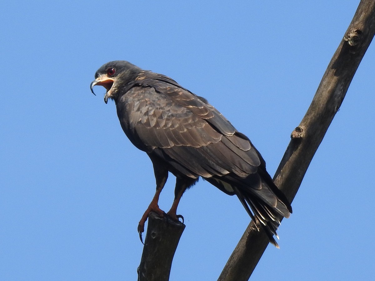 Snail Kite - ML638790342