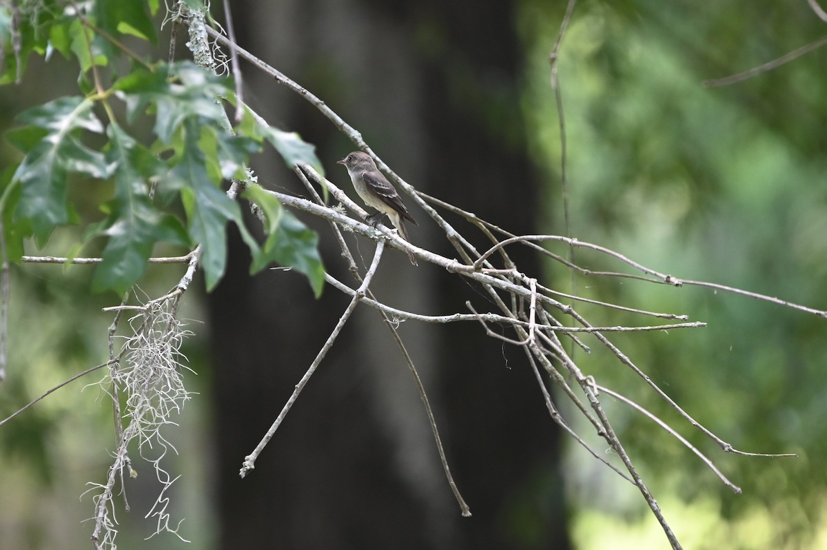 Acadian Flycatcher - ML638790345