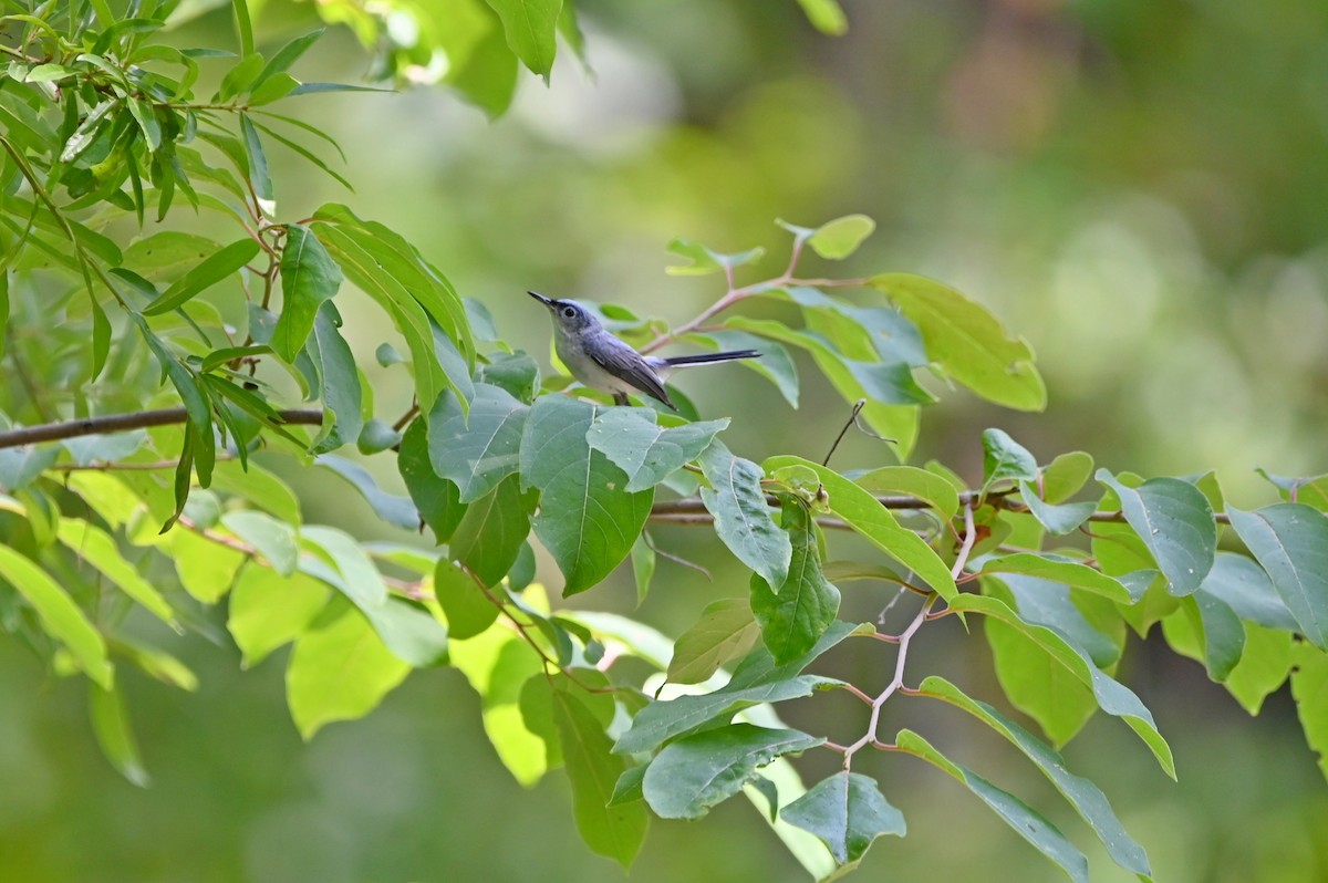 Blue-gray Gnatcatcher - ML638790348