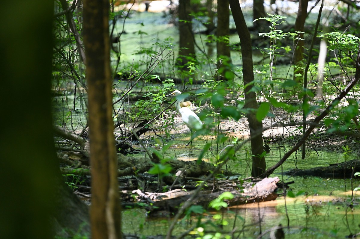 Snowy Egret - ML638790355