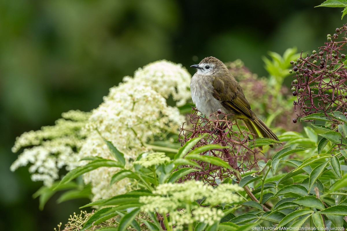 Pale-faced Bulbul - ML638790427