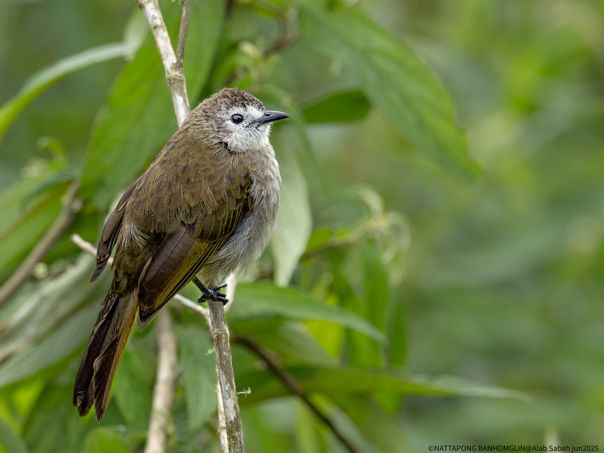 Pale-faced Bulbul - ML638790428