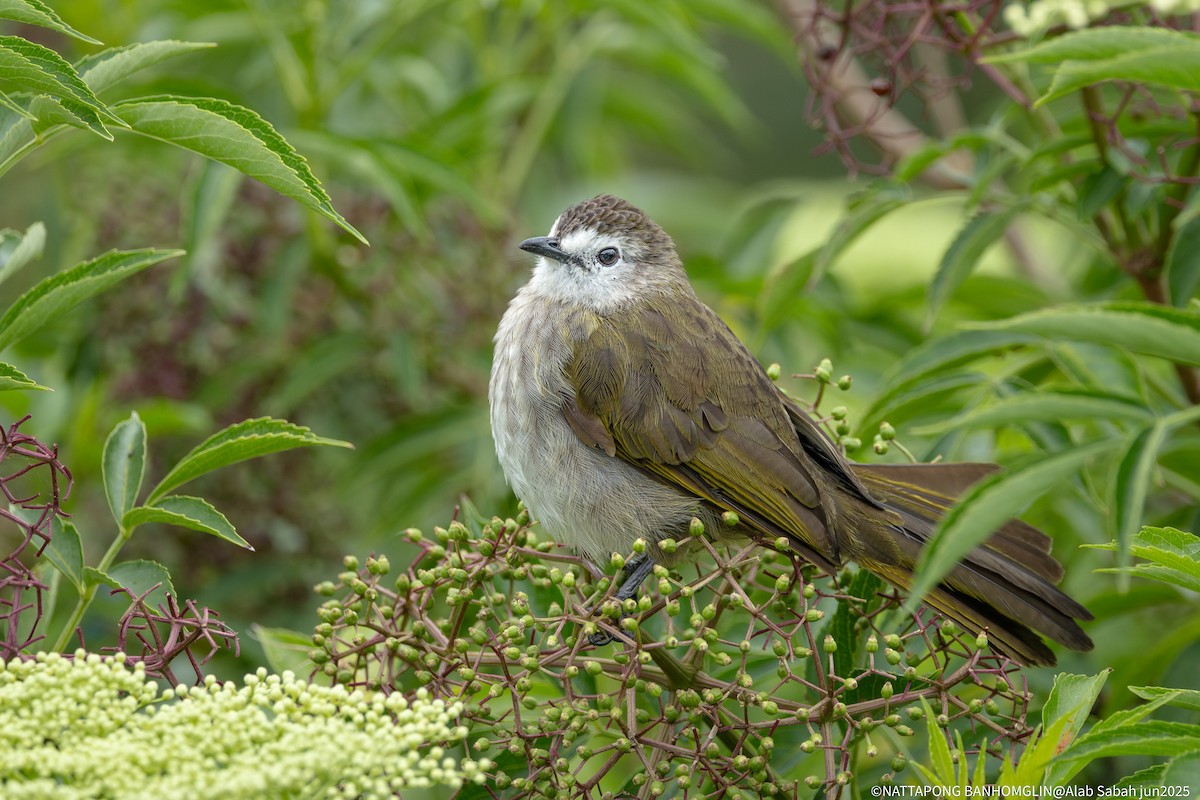 Pale-faced Bulbul - ML638790430