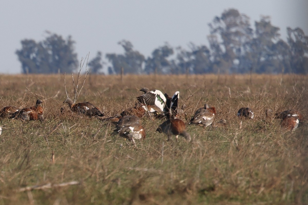 Ashy-headed Goose - ML638790456