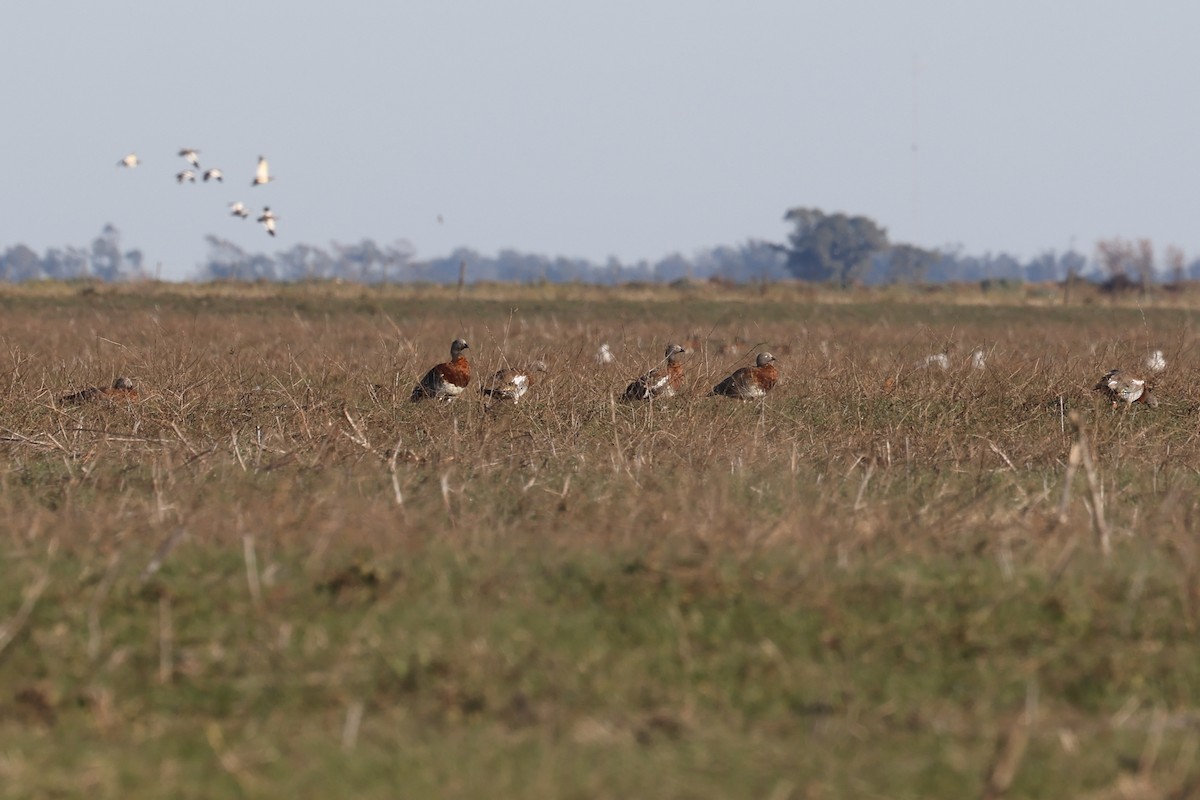 Ashy-headed Goose - ML638790458