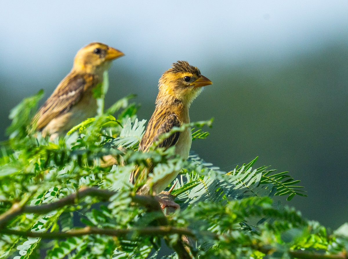 Baya Weaver - ML638790506
