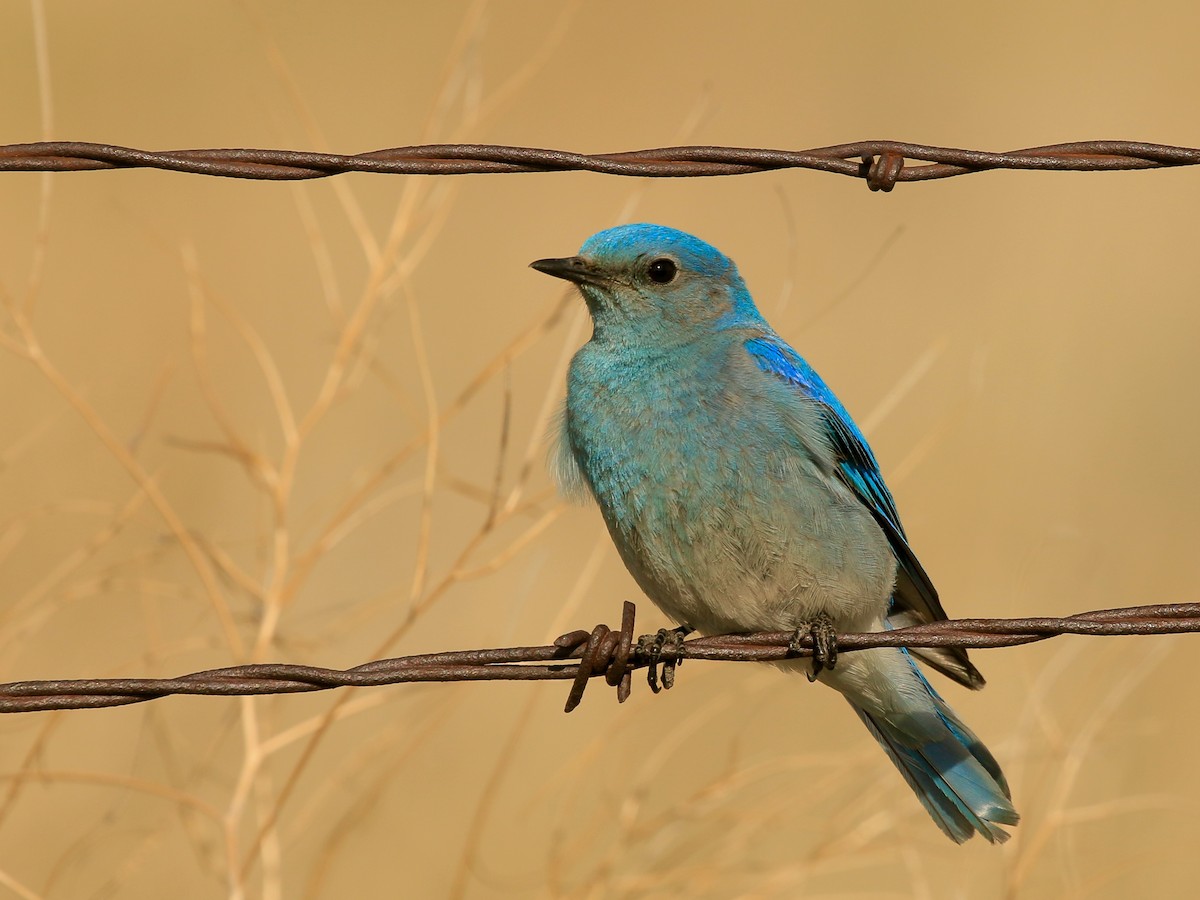 Mountain Bluebird - ML638790511
