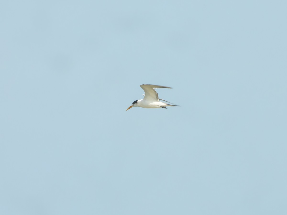 Lesser Crested Tern - ML638790512