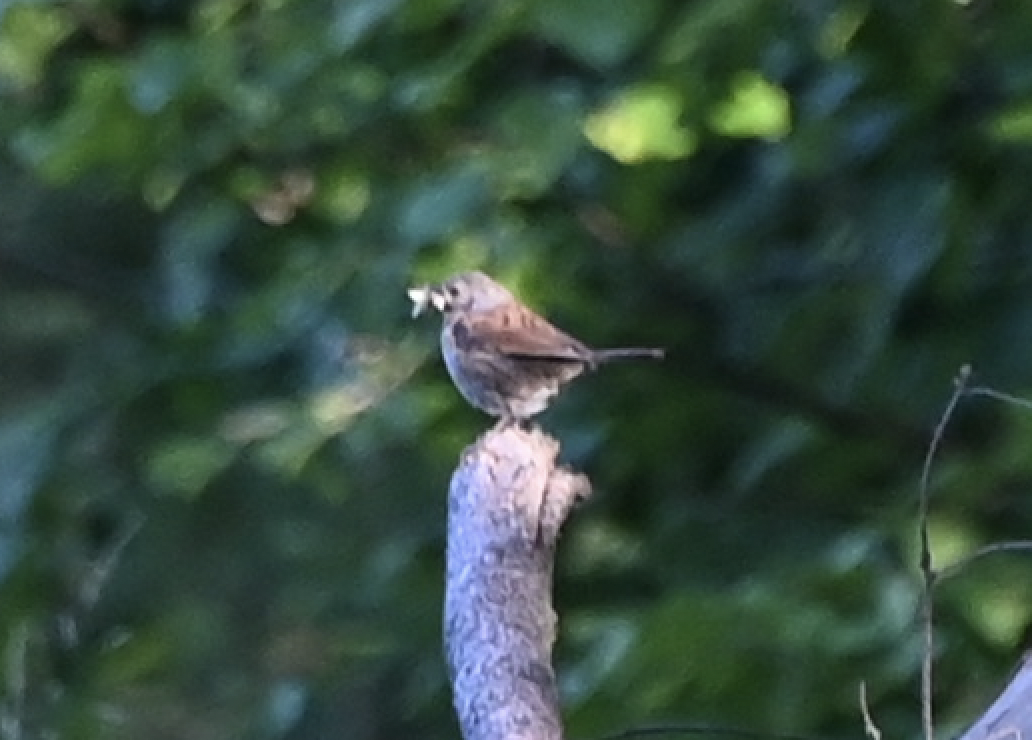 Dunnock - ML638790514