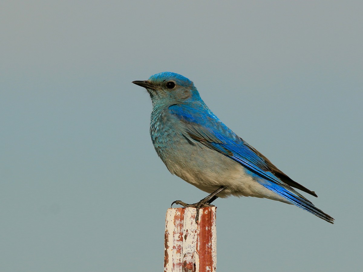 Mountain Bluebird - ML638790515