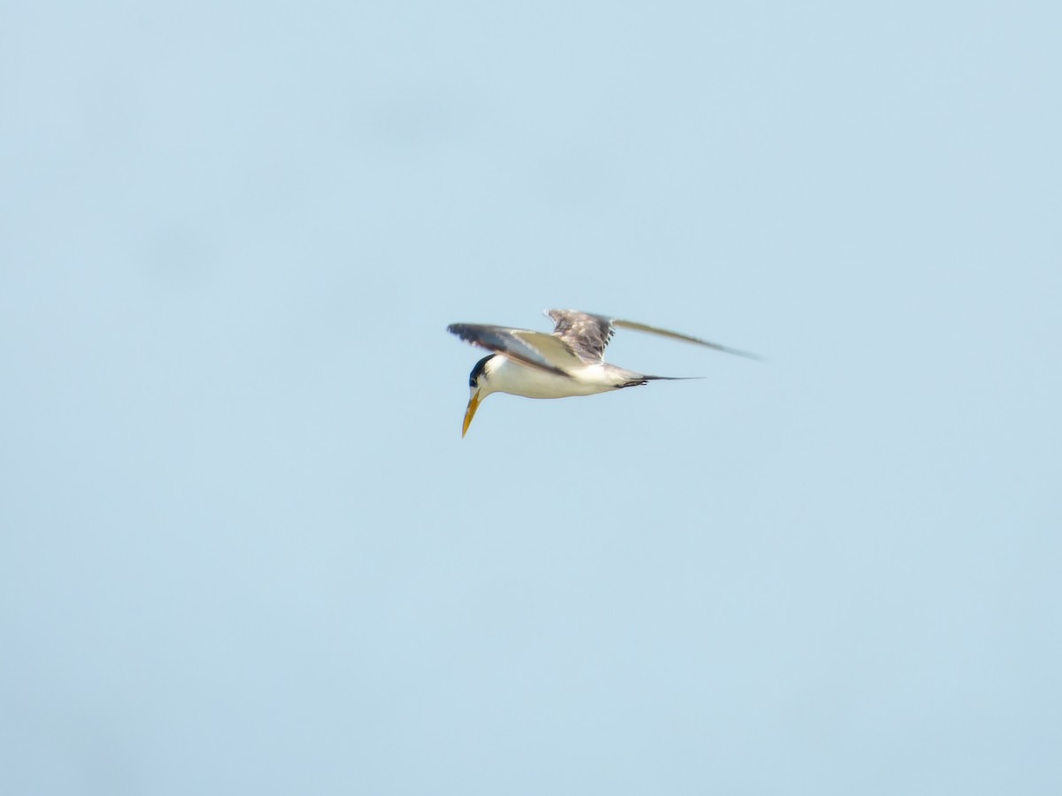Great Crested Tern - ML638790517