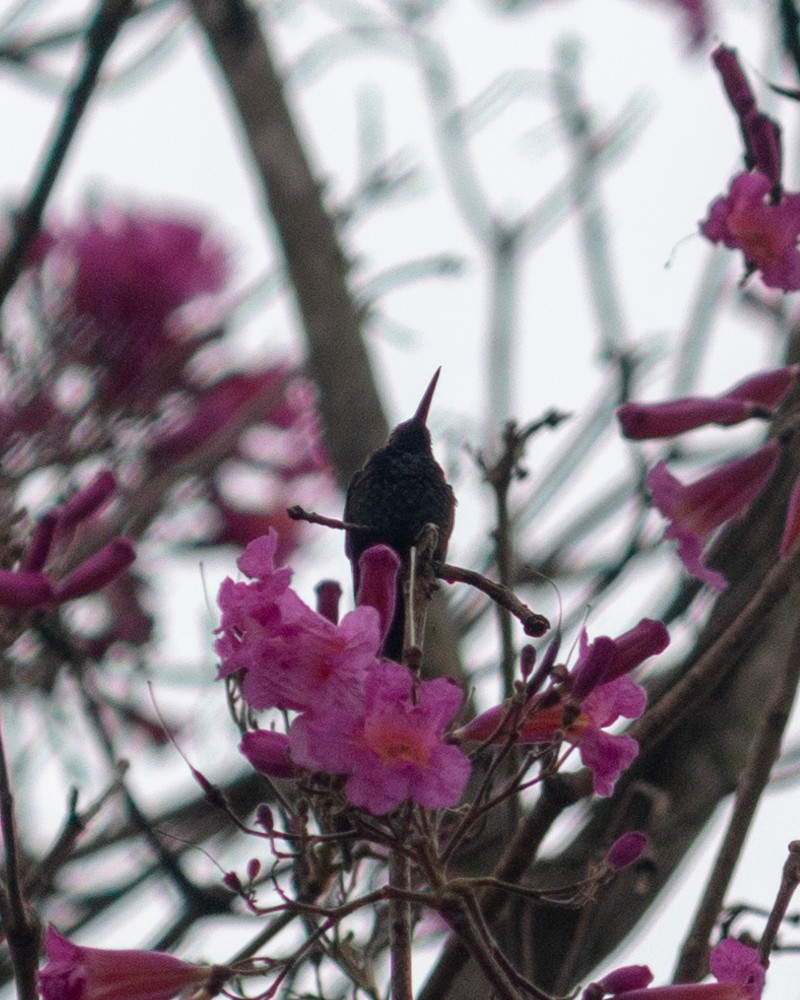 Swallow-tailed Hummingbird - ML638790519