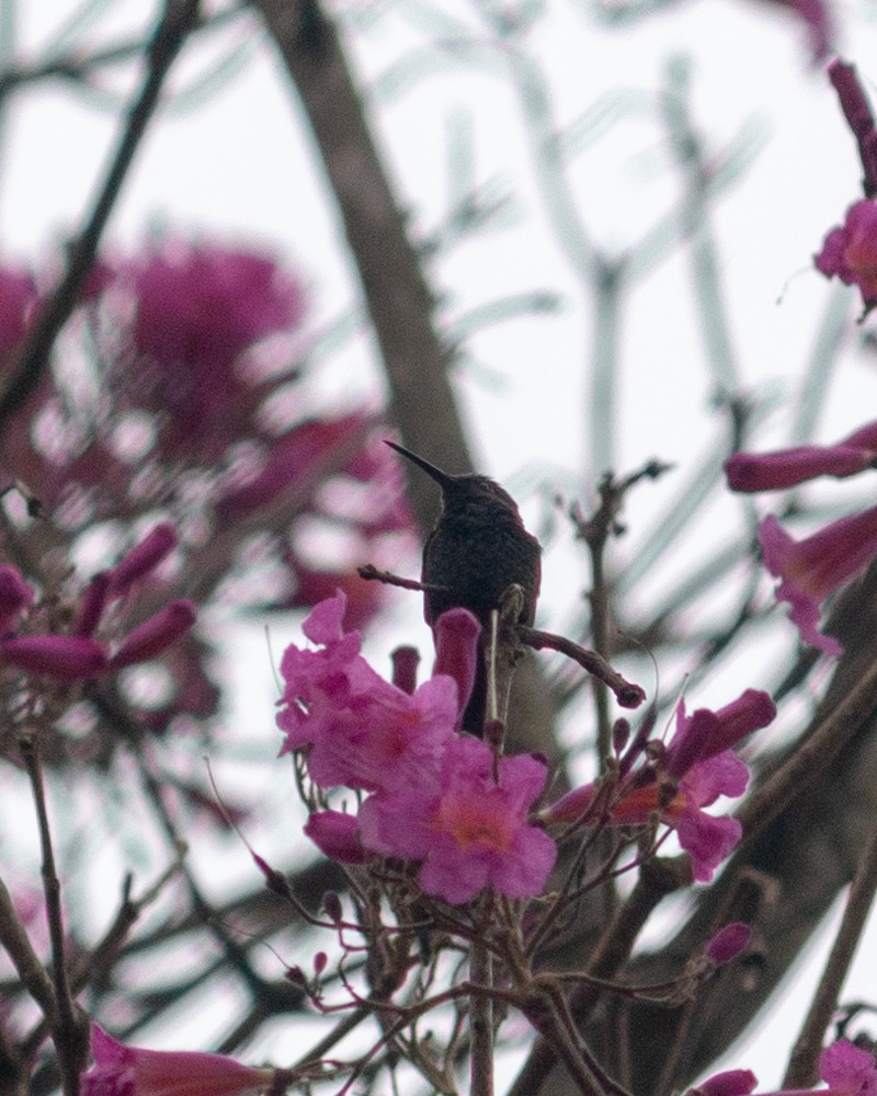 Swallow-tailed Hummingbird - ML638790520