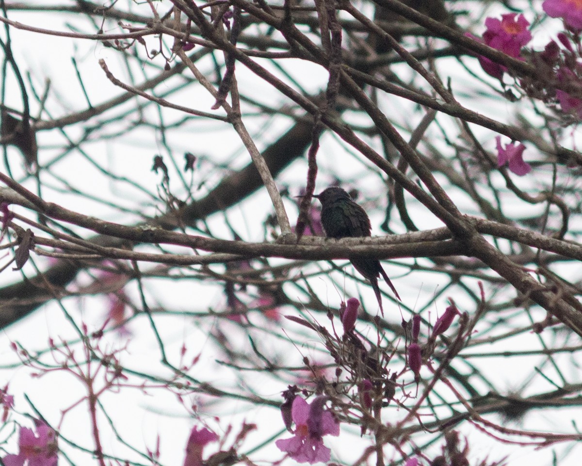 Swallow-tailed Hummingbird - ML638790523