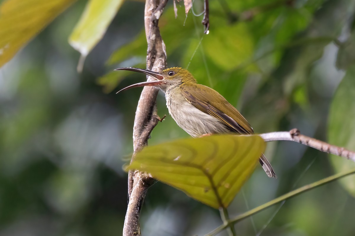 Bornean Spiderhunter - ML638790527