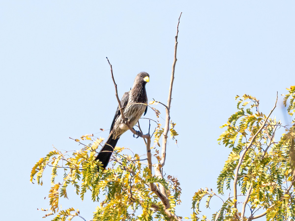Western Plantain-eater - ML638790529