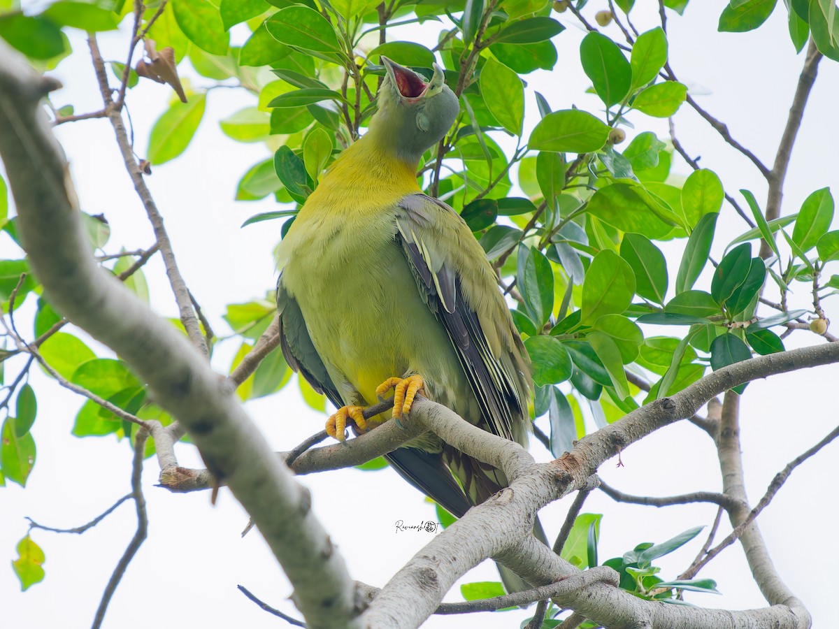 Yellow-footed Green-Pigeon - ML638790531