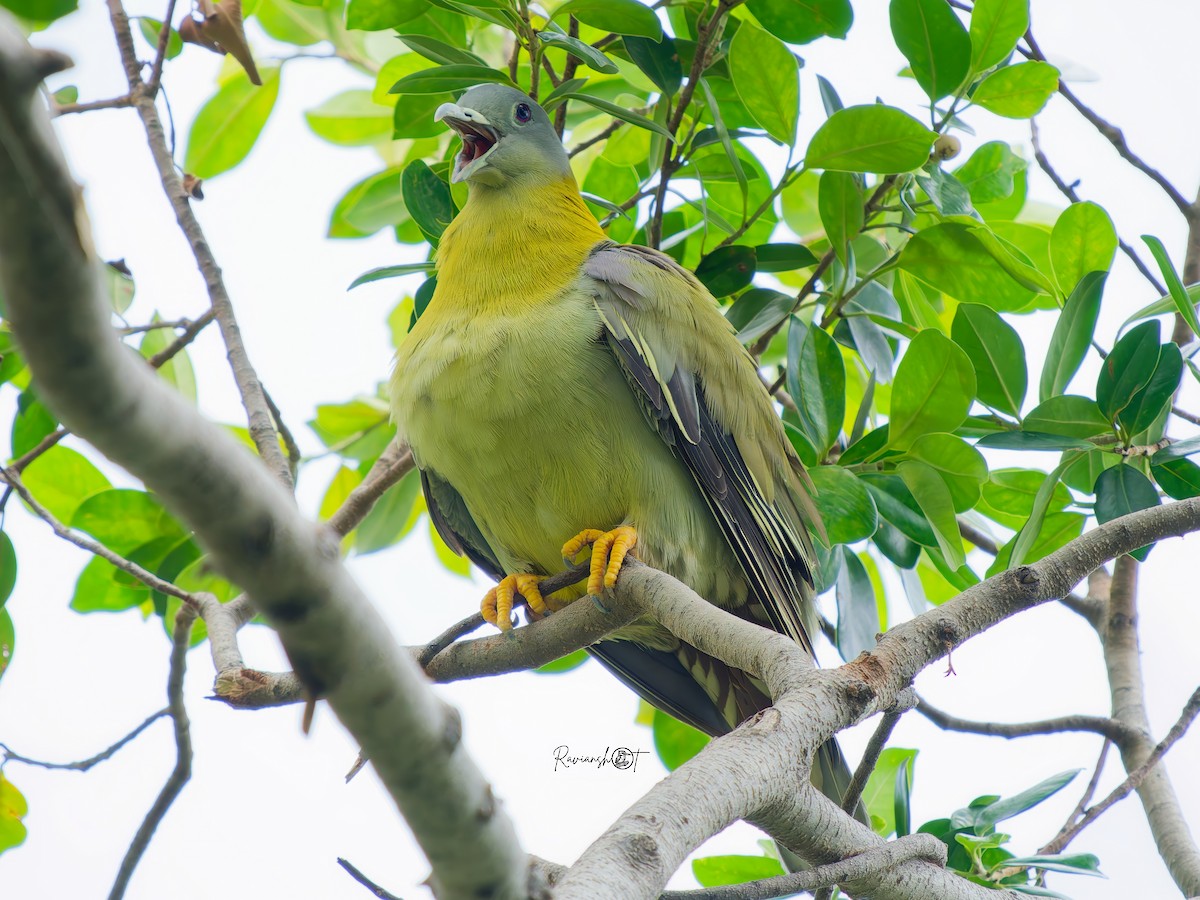 Yellow-footed Green-Pigeon - ML638790532